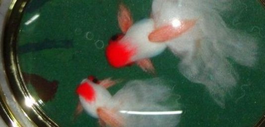 常州的特产是什么