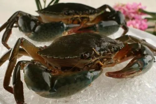 蟹奴究竟是一种什么样的生物?