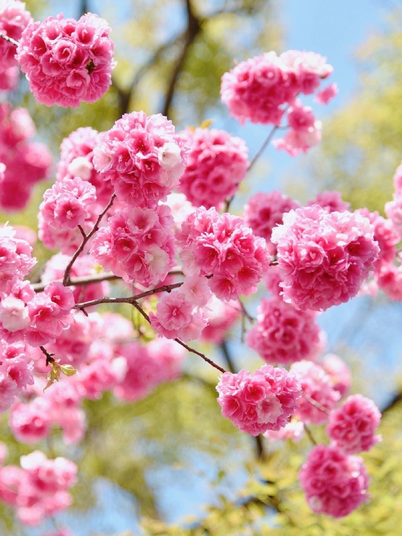 上网课骂老师忘关麦怎么办?