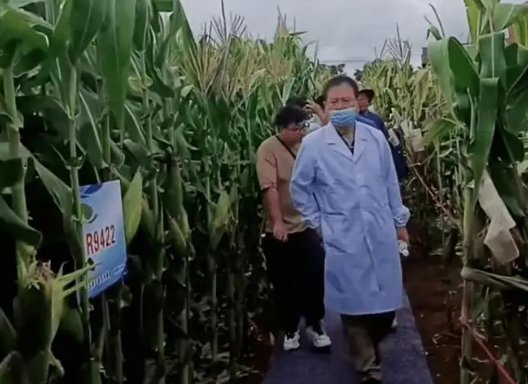 专家脚踩“地毯”观摩玉米地,承办方回应,事情的真相是什么?