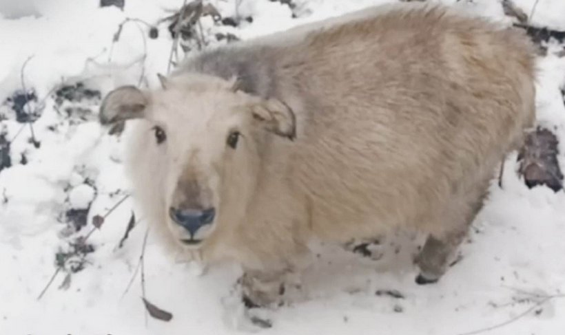 1岁小羚牛现身太白山景区引发关注，该景区会如何安置这只小羚牛？