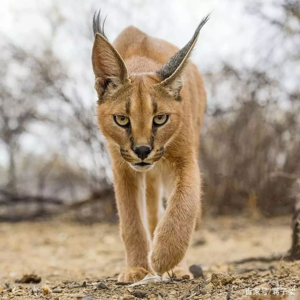 狞猫是什么动物?它和普通猫有和区别?