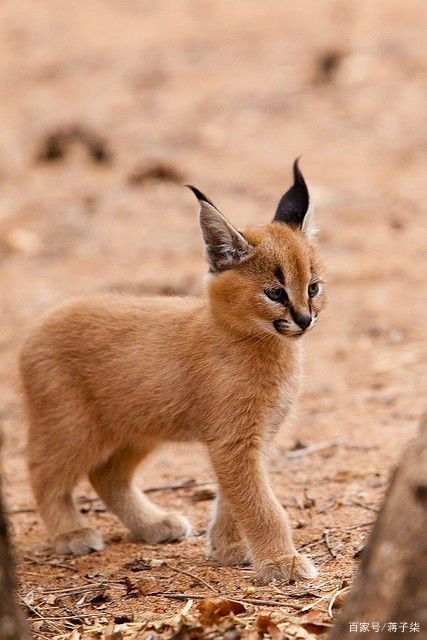 狞猫是什么动物?它和普通猫有和区别?