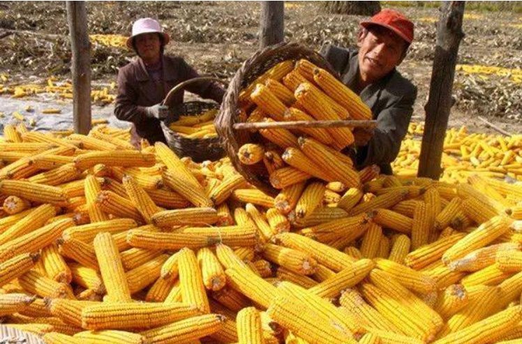 数据显示全球食品价格连续9个月上涨，究竟是怎么回事？