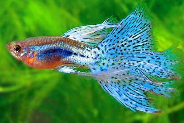 孔雀鱼是生卵还是生小鱼？