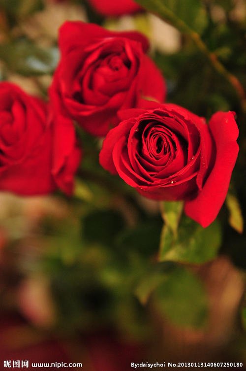 送玫瑰花数量的含义?