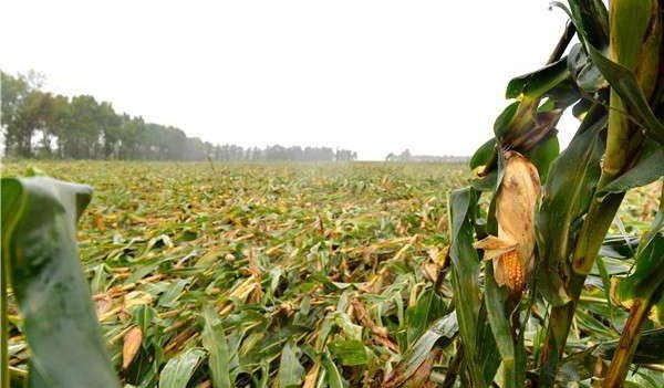 东北半个月内遭台风三连击，台风给东北造成了什么损失？