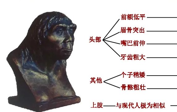 北京人的特征是什么？