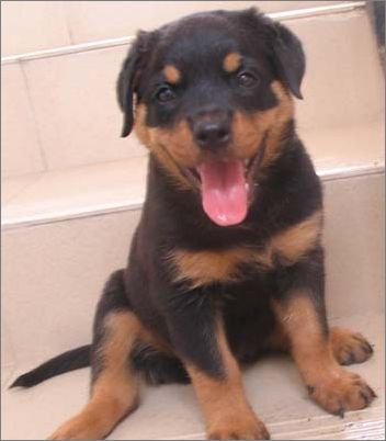 这是个啥狗主人说是防爆犬？