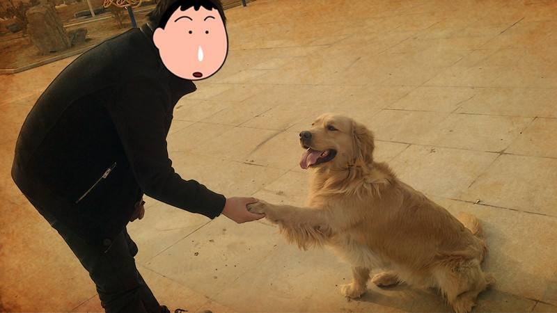 黑狗跳河救人自己受伤,说明了什么?