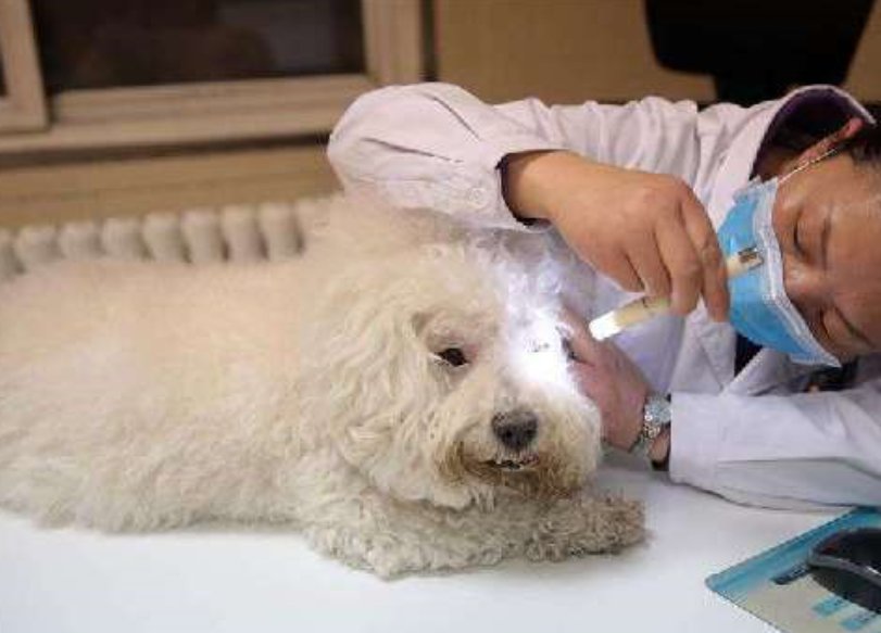 宠物诊所与宠物医院有什么区别！