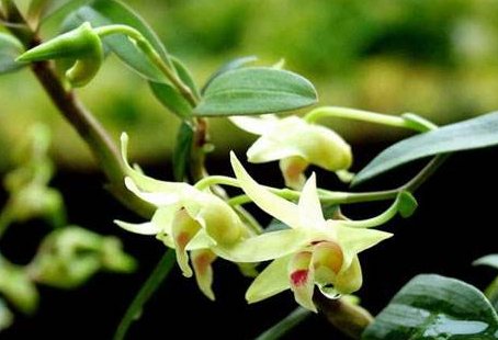 石斛的功效与作用？