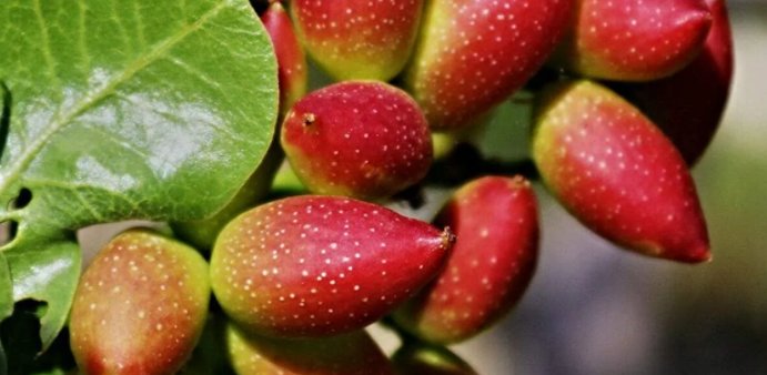 开心果产地是哪里？