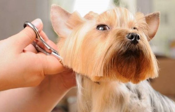 学宠物美容一般要多少钱啊？