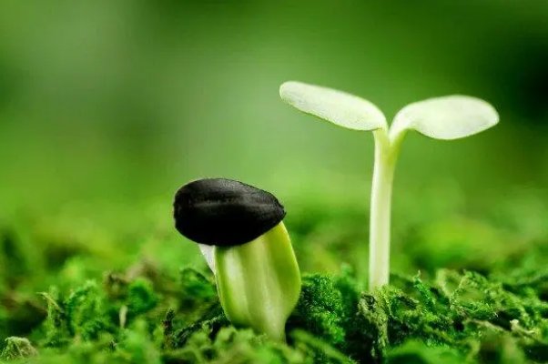 绿色植物的作用