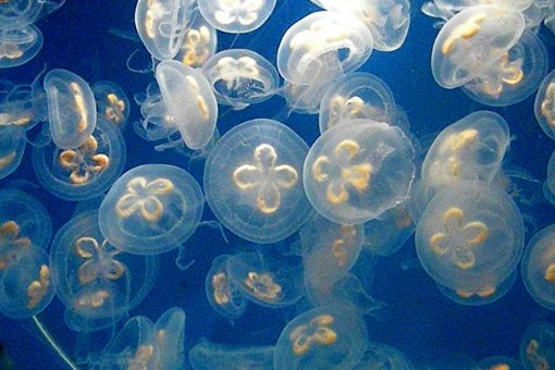 水母明明没有眼睛，它是怎么感知外部世界的？