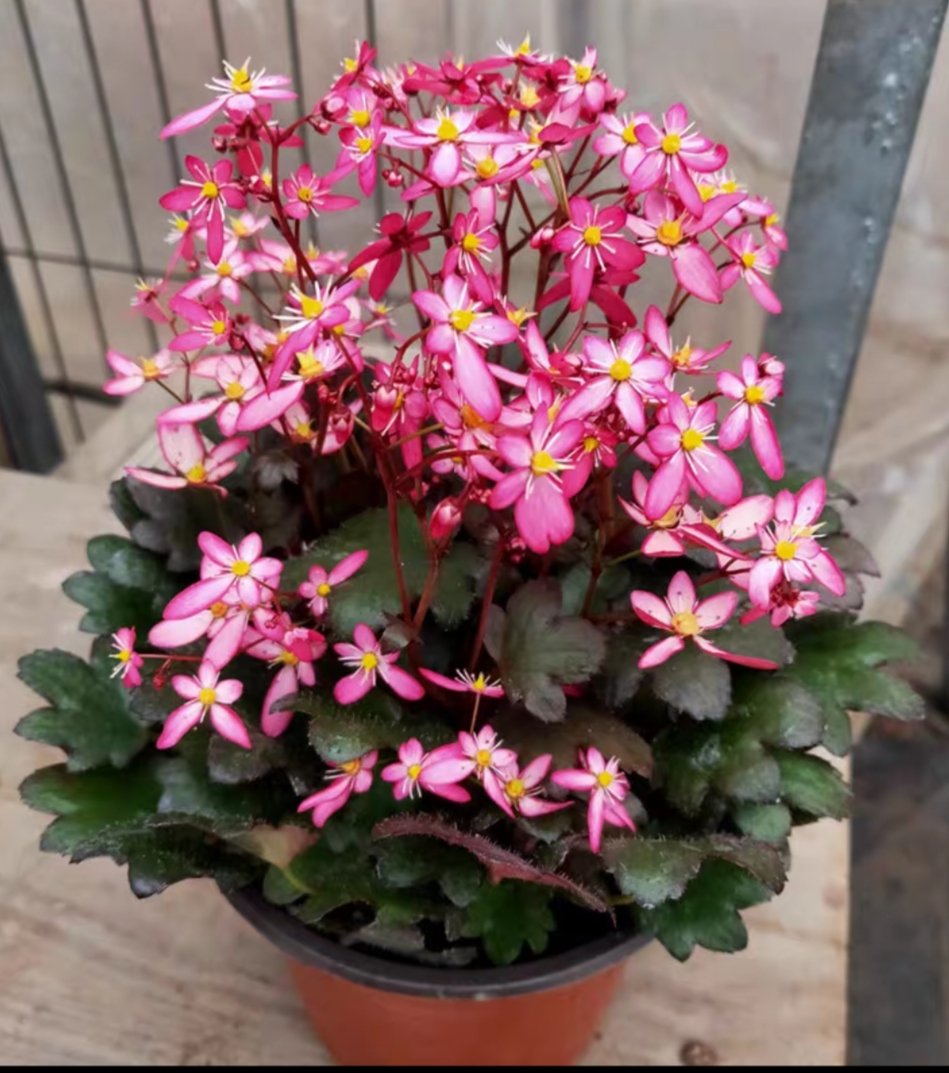 请教大师,这是什么花?