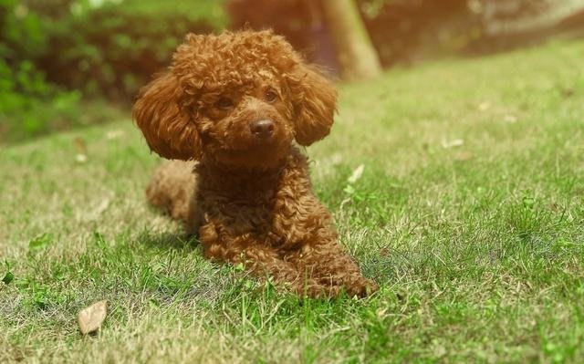 泰迪为什么那么活泼，每次一回到家就不停的弄我，舔我，和脸，一直贴着人，非常非常兴奋的样子，不管你忙