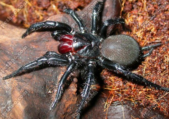 巨型上户蜘蛛的介绍