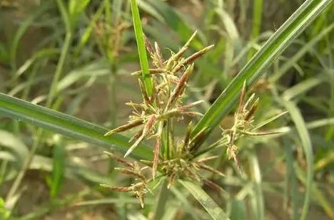 踏花归来蝶绕膝（打一草药名）