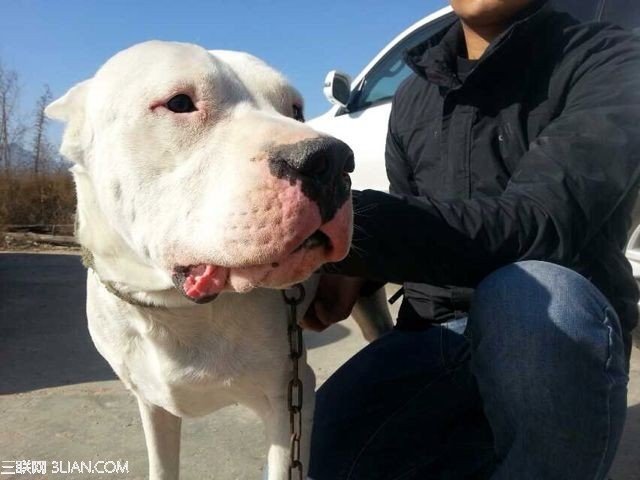 阿根廷獒的其他资料