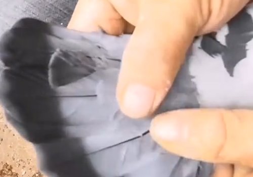 怎样给鸽子带哨子图