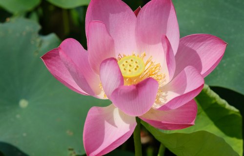 莲花莲蓬的寓意是什么?