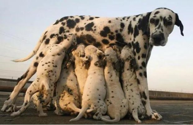 动物怎么繁殖视频教程