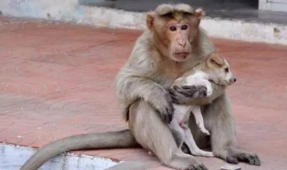 女饲养员直播给猴子化妆引热议，园方对此有何回应？