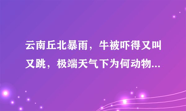 云南丘北暴雨，牛被吓得又叫又跳，极端天气下为何动物们更敏感？