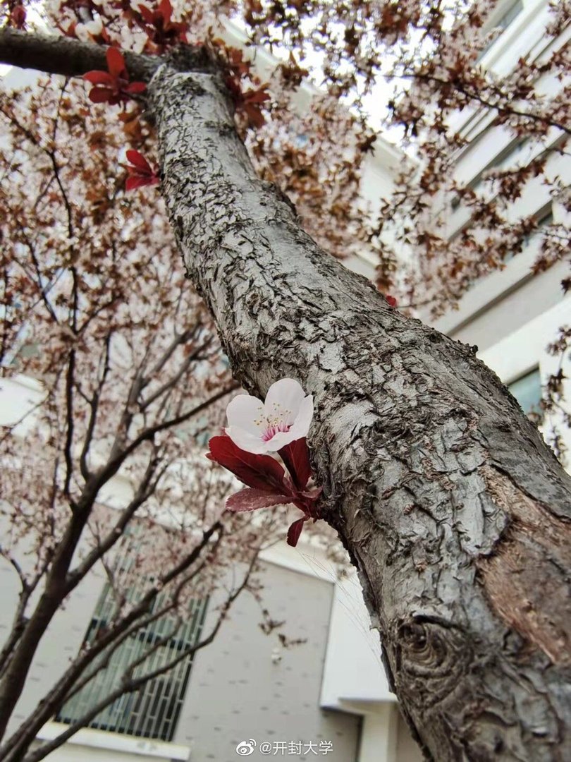 开封大学好不好，宿舍怎么样？