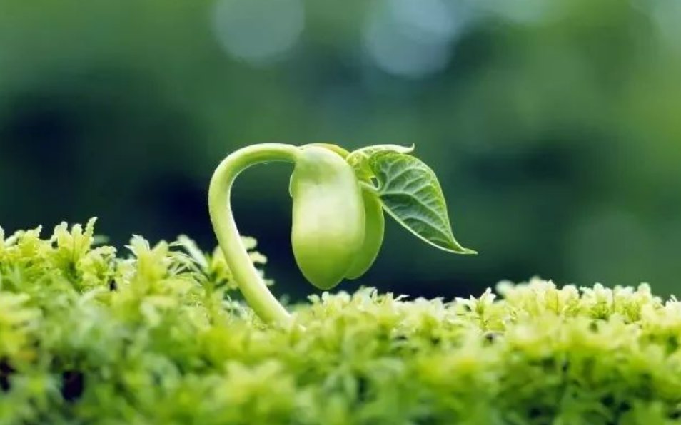 万物得其本者生，百事得其道者成是什么意思