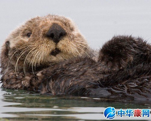 獭肉的基本资料