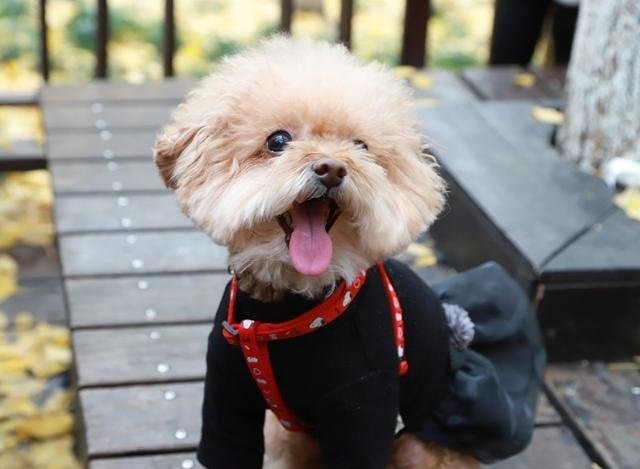 泰迪为什么那么活泼，每次一回到家就不停的弄我，舔我，和脸，一直贴着人，非常非常兴奋的样子，不管你忙