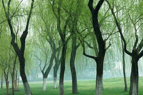 有心栽花花不开下联是什么