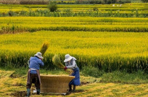 白露节气是什么来历