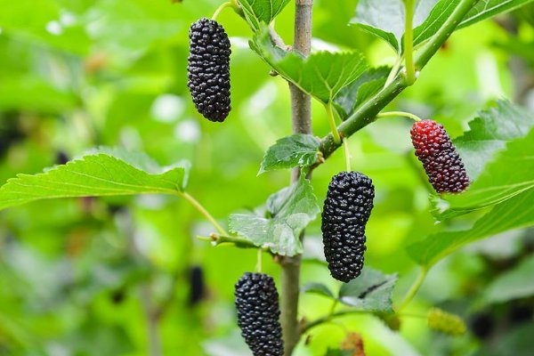 夏津桑葚节什么时间开
