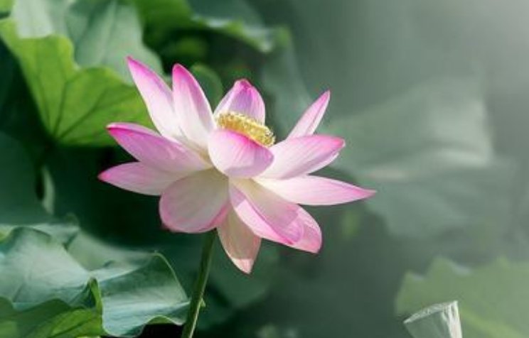 ''看取莲花净，方知不染心''什么意思