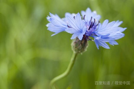 什么是自由行走的花是什么花