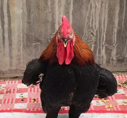 家禽被困洪水中，鸡是如何在洪水中存活七天的？