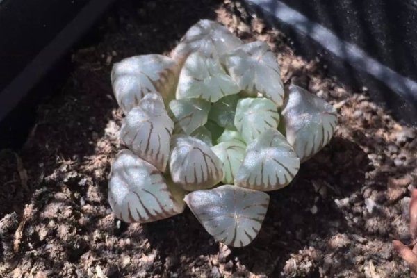 玉露壮根的方法