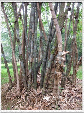 牡竹的基本资料