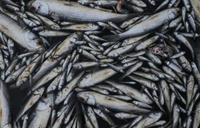 四川绵阳高温停电，数万斤鱼缺氧死亡漂满水面，造成的损失谁来承担？