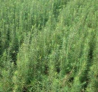 长白落叶松的介绍