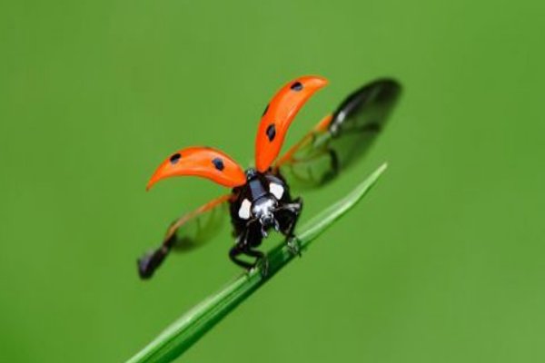 昆虫的体壁是由什么组成的