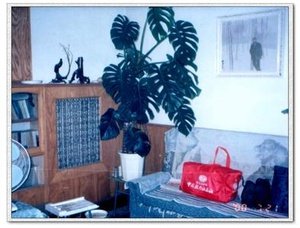 绮户春的内容简介