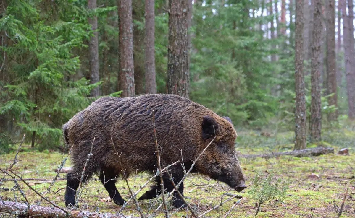 野猪毁坏农作物，四川67岁老妇与野猪田间抗争，你觉得野猪该不该保护?