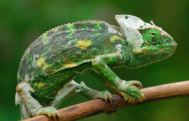 什么动物能变色