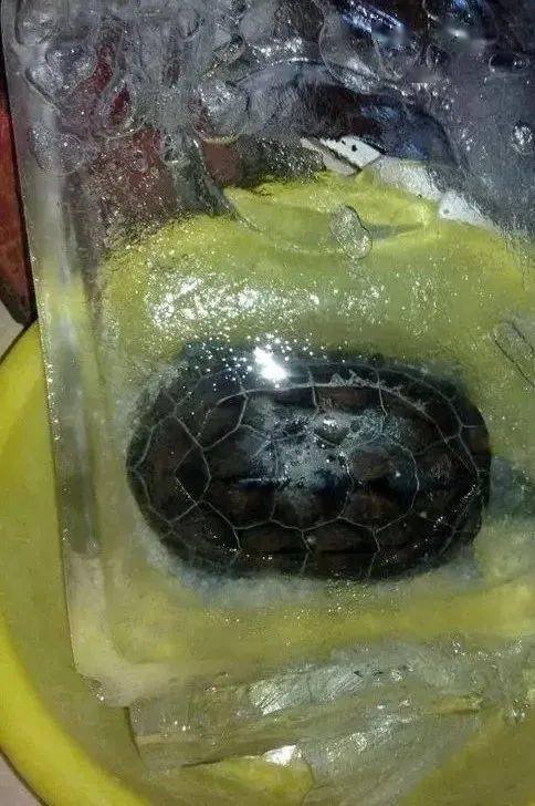 男子网购乌龟，从湖南快递到东北冻成乌龟干，快递公司能寄活物吗？