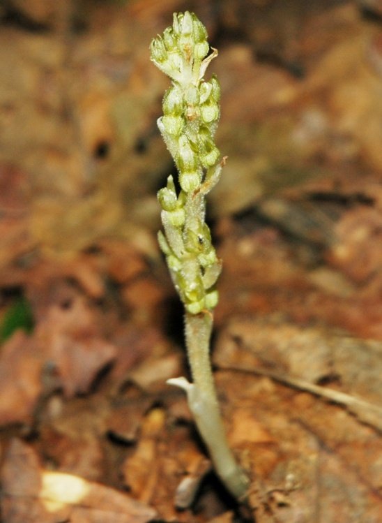 双蕊兰的植物学史
